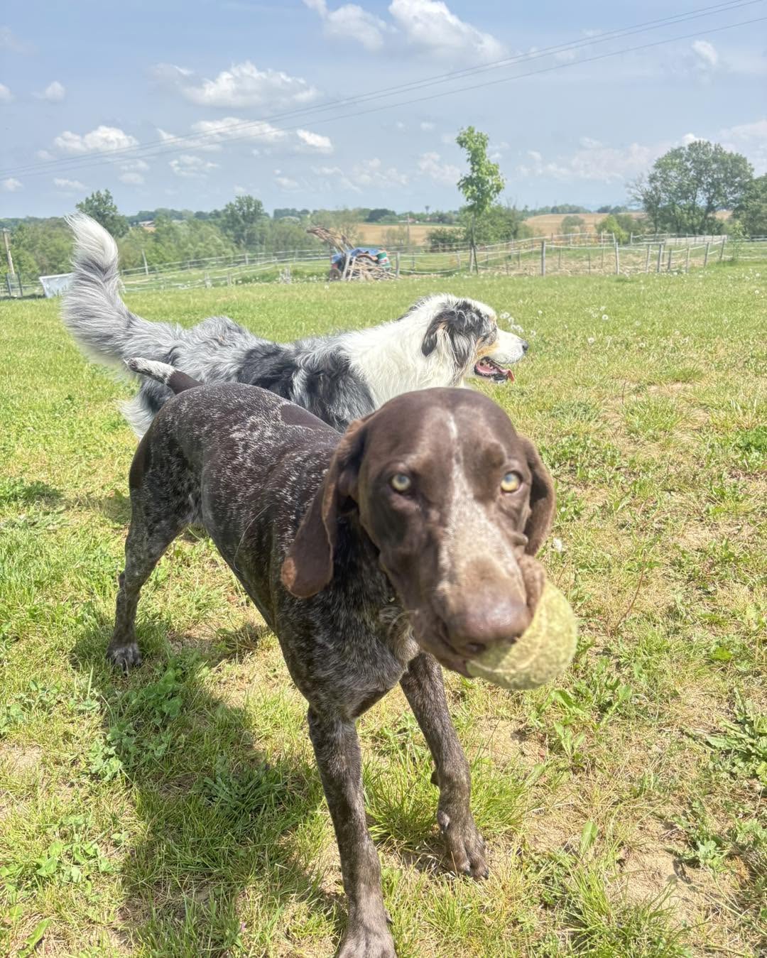 Chien tenant une balle de tennis dans la prairie
