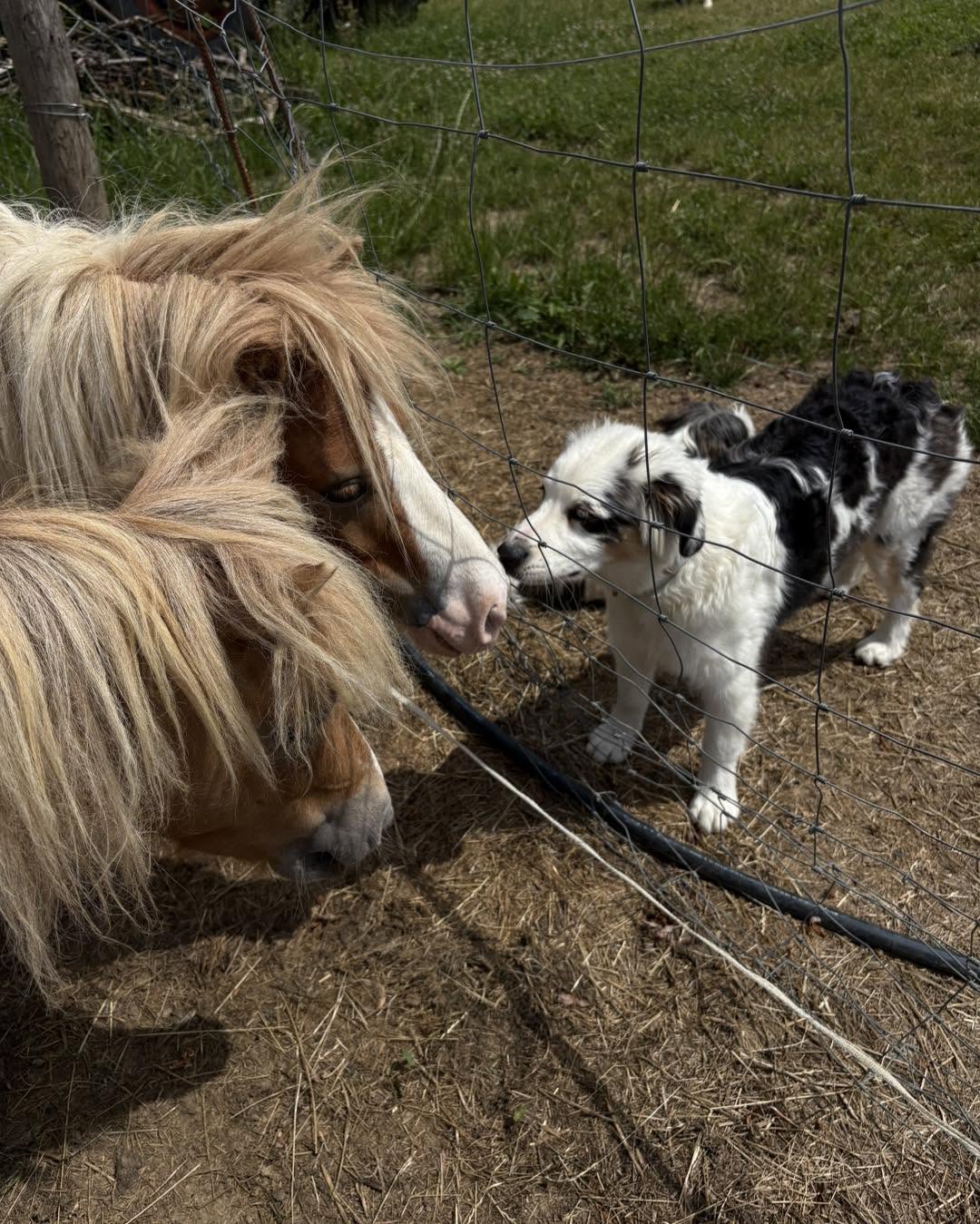 Chiot curieux face à un poney