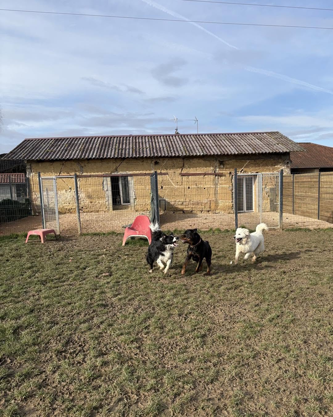 La meute devant la ferme