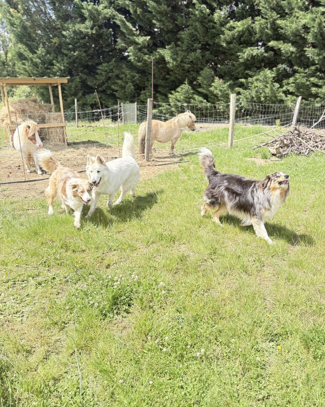 Chiens jouant sous le regard des poneys