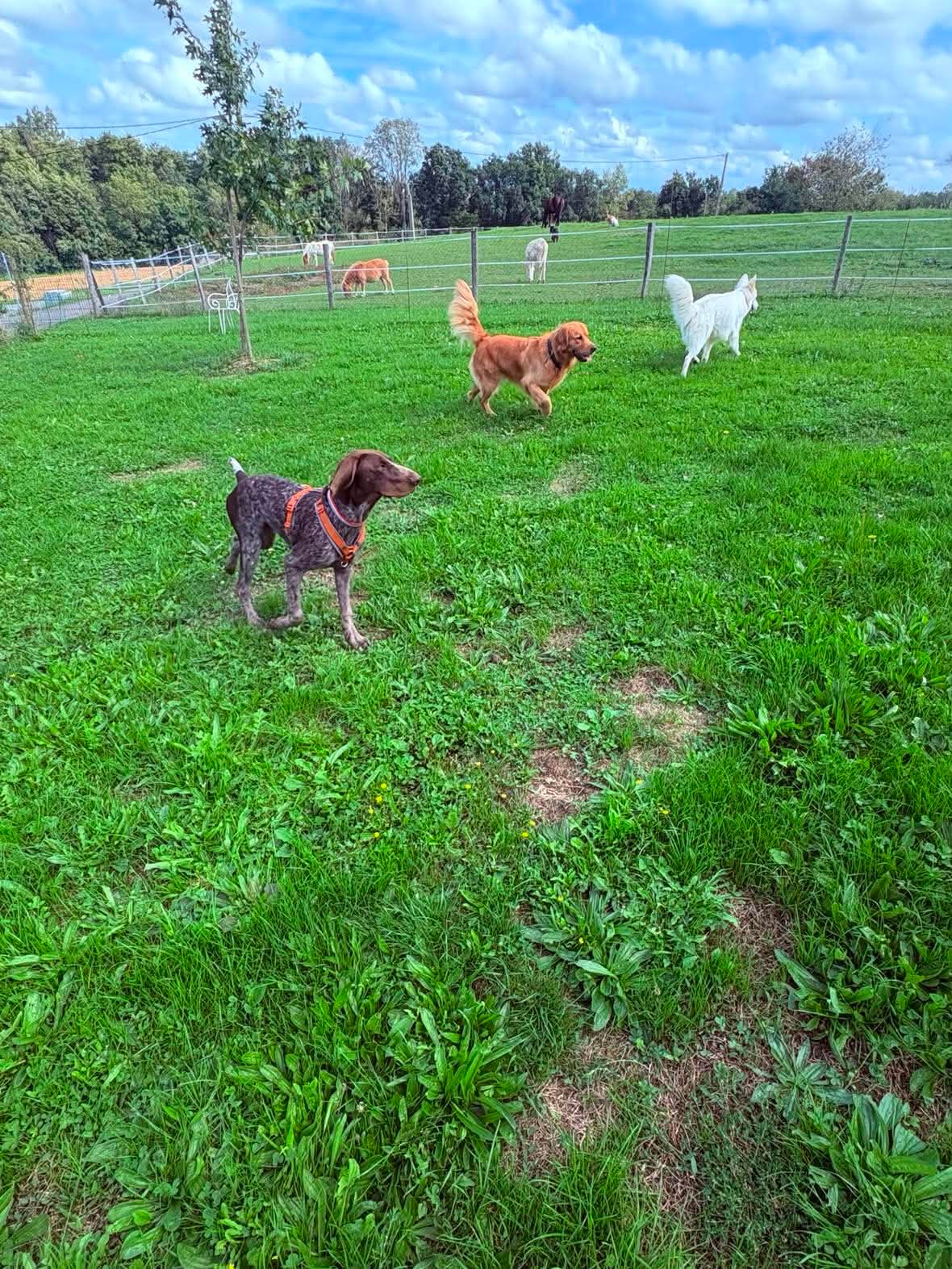 Chiens de la pension entre eux