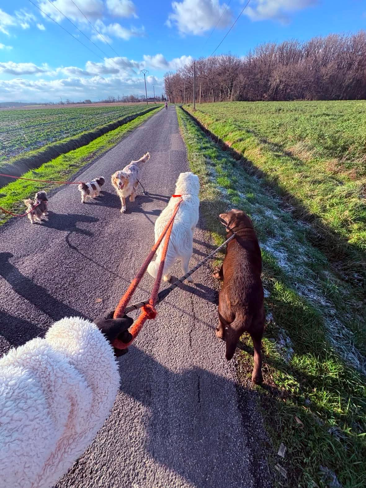 Chiens au repos à la pension