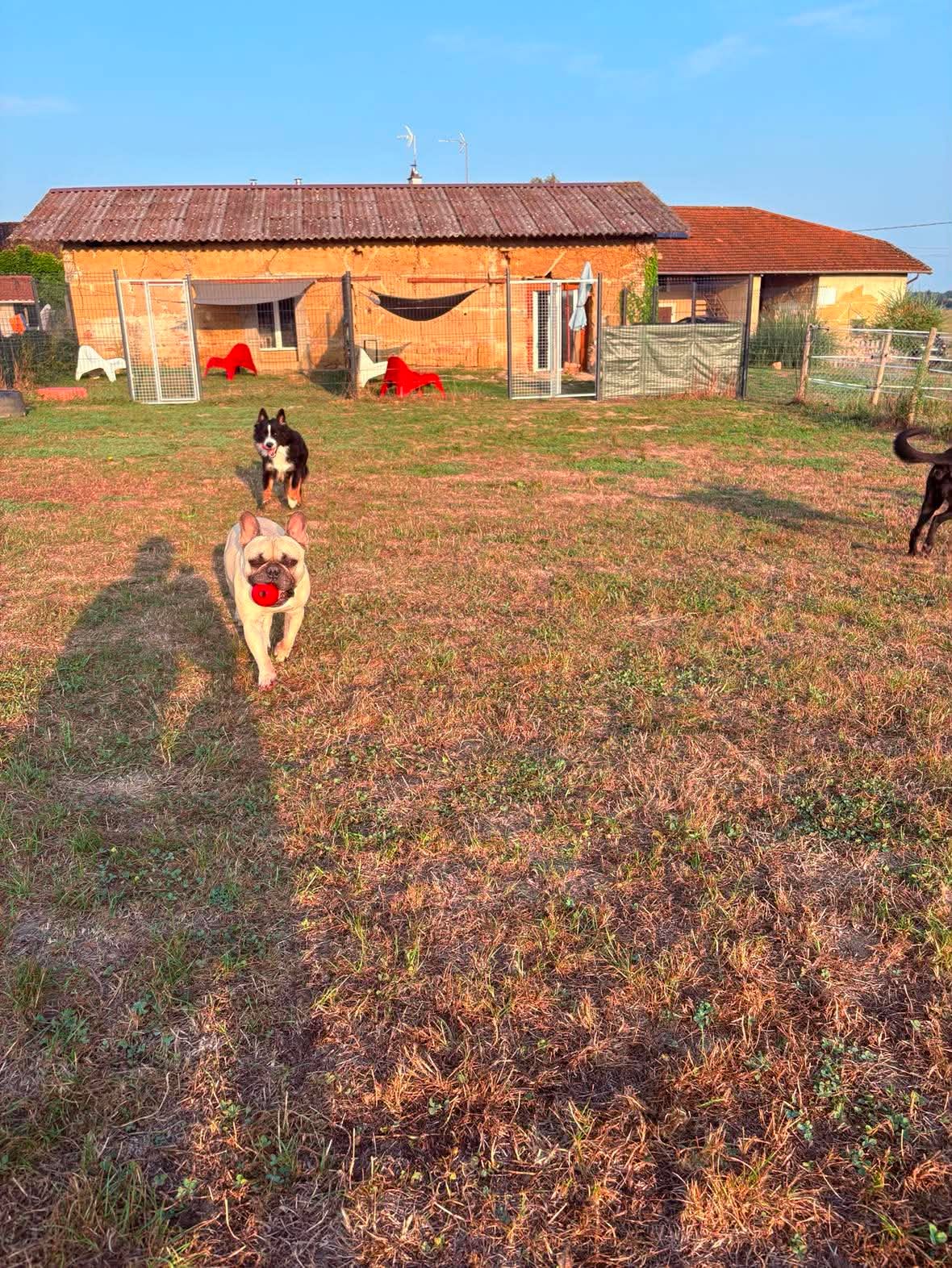 Sortie des chiens de la pension