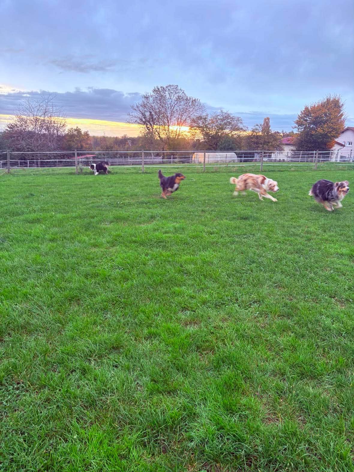 Balade collective des chiens de la pension
